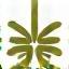 Logo Bali INN
